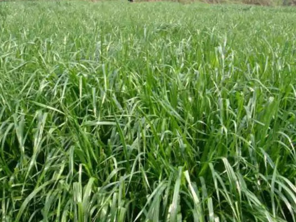 一年生黑麥草播種方法以及如何利用