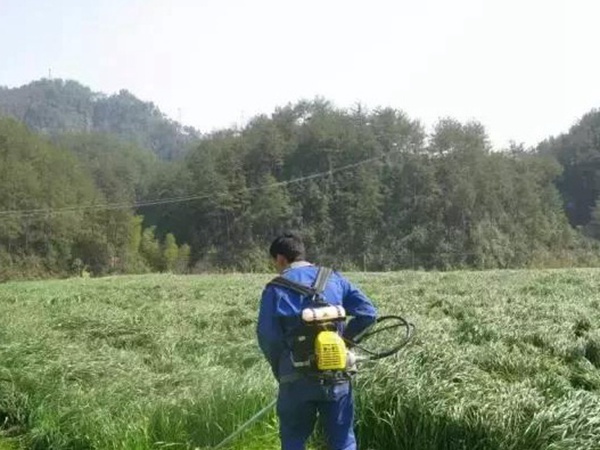 一年生黑麥草播種方法以及如何利用