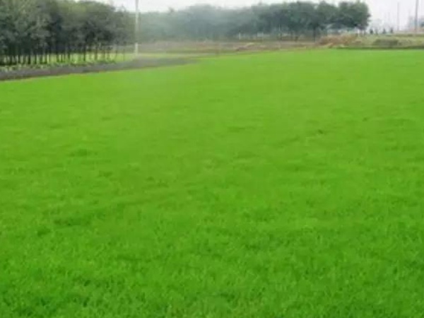 一年生黑麥草的品種優(yōu)勢及如何選擇