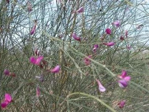常見植物花棒——耐旱、喜光樹種