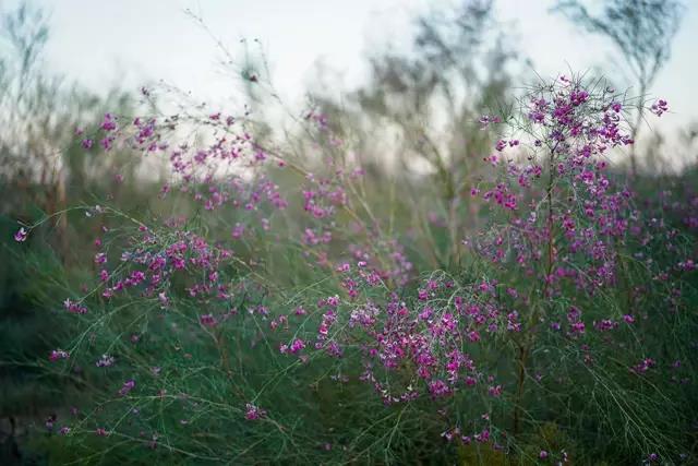 那十七公里的如此美的花棒到底是什么