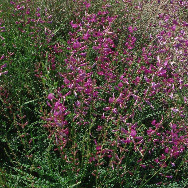 紅豆草的栽培技術與管理方法