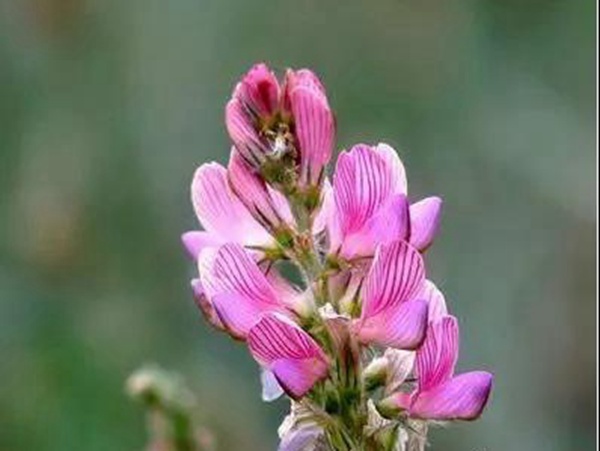 牧草皇后“紅豆草”主要價值與應用