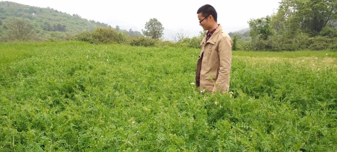 紫花苕種植技術與播種前處理方法