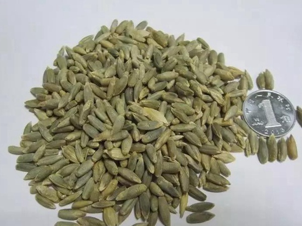 黑麥草種子—冬牧70牧草種子管理方法