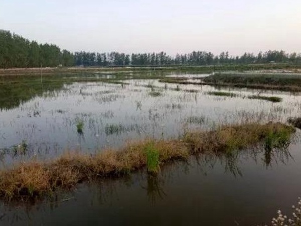 小米草種植方案需要哪幾個步驟