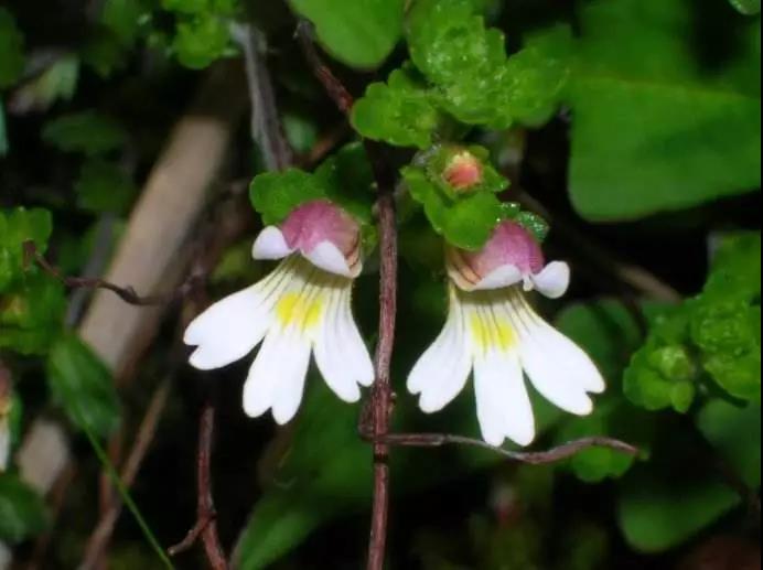 “小米草”的養(yǎng)護(hù)方法與播種繁殖