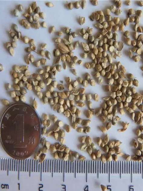 牧草種子——湖南稷子特性以及栽培技術