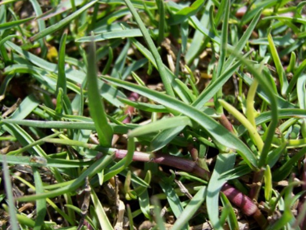園林綠化中草坪種類的分類與鑒別要點 園林綠化中草坪種類的分類與鑒別要點