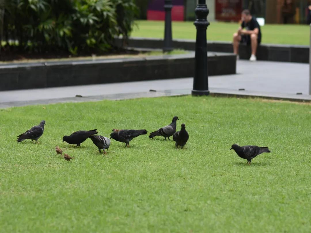 草坪如何才能美如畫，需要這幾個步驟