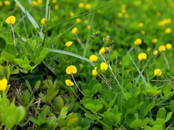 如何草坪除草，一定要用“草坪專用除草劑”？