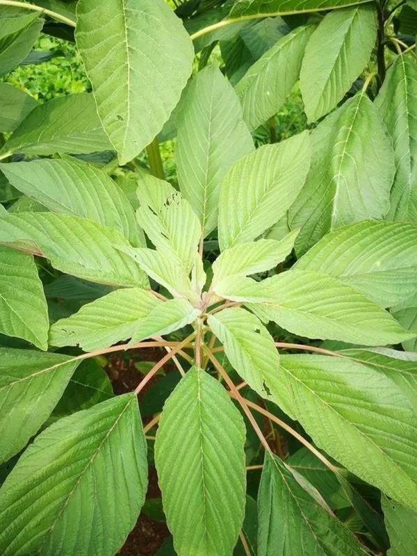 養豬用什么牧草種植比較好？