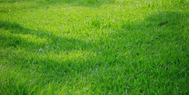 高羊茅草坪種植栽培方法是什么，有什么需要注意的？