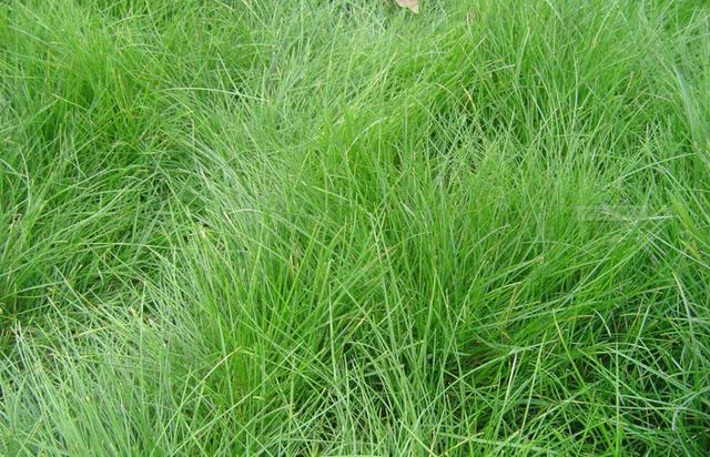 優質牧草種子紫羊茅優點有哪些，還有哪些需要注意的