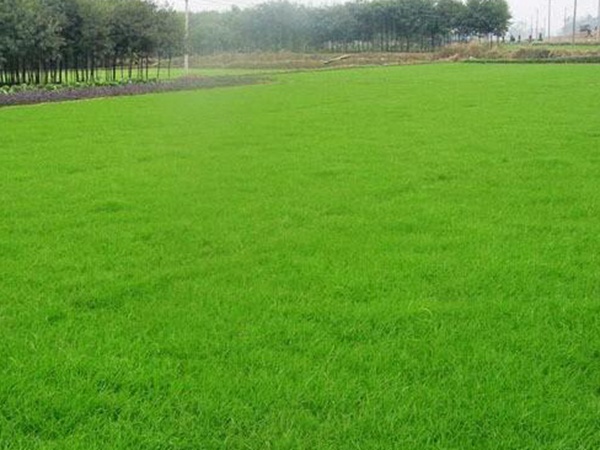 剪股穎綠化草坪種子草簡介基本介紹