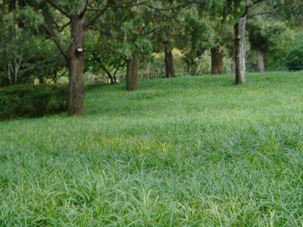 堿茅草種子多久能發芽，播種方法是什么？