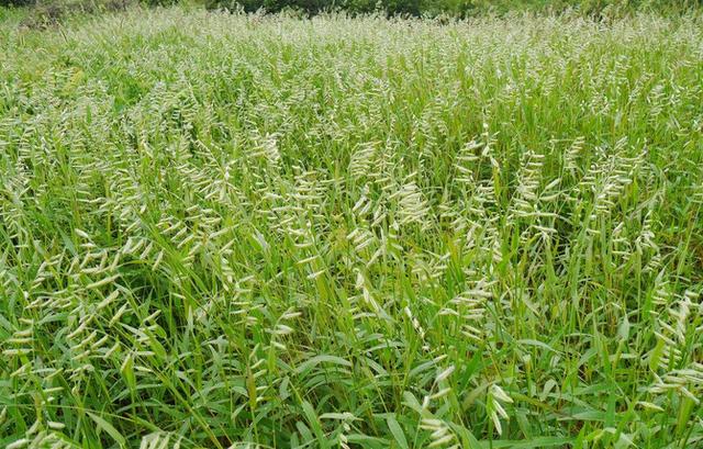 鹽堿地優良牧草種子——堿茅
