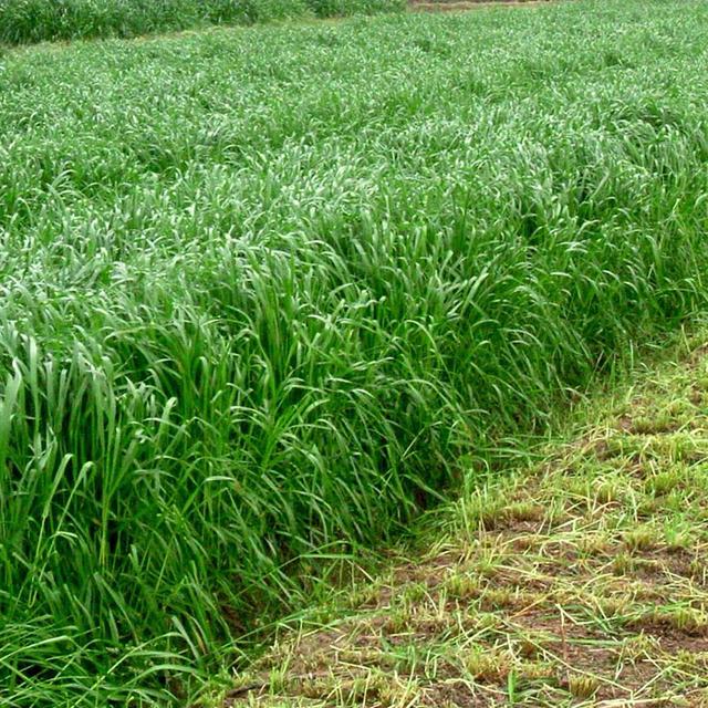 優質牧草種黑麥草，生長速度快，產量高，畜牧愛吃