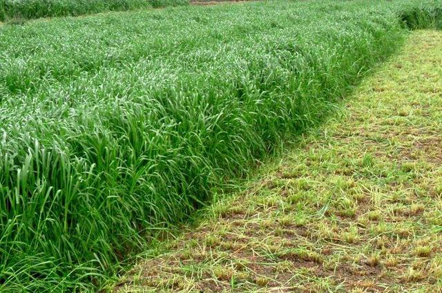 黑麥草的適用范圍有哪些