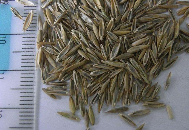 牧草種子——黑麥草什么季節播種比較好