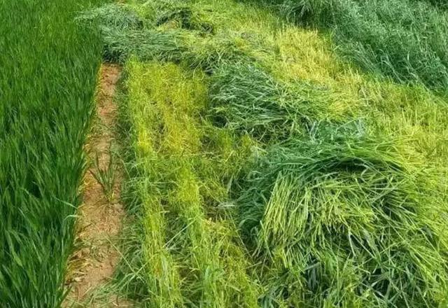 多年生黑麥草種植技術介紹與用途