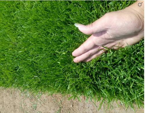 早熟禾草坪雜草發(fā)生規(guī)律及處理方案！