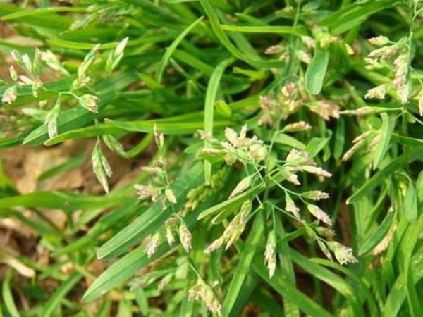 草坪種子——小麥田早熟禾怎么除？有什么方法去除？