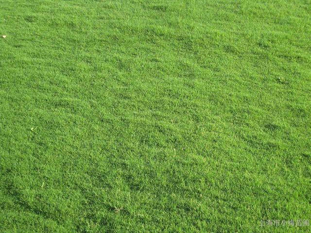 園林里的一片綠——果嶺草的綠化