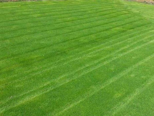 哪個公司有賣百慕大種子？種植后幾天可以發芽？