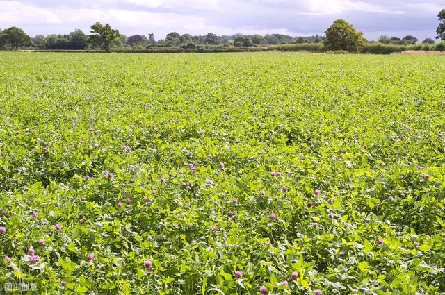 想要紅三葉牧草產(chǎn)量高，應(yīng)該怎么做？