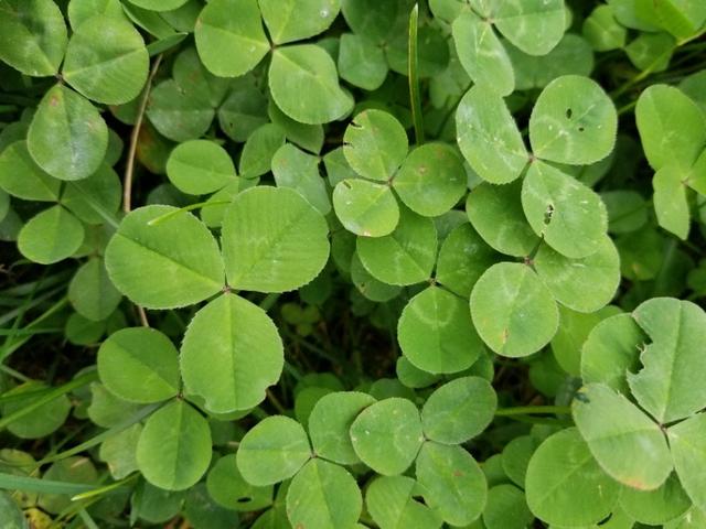 白三葉和紅花酢漿草識別技術要點有哪些