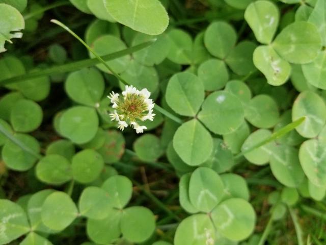 白三葉和紅花酢漿草識別技術要點有哪些