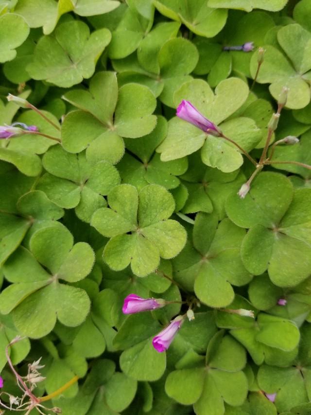 白三葉和紅花酢漿草識別技術要點有哪些