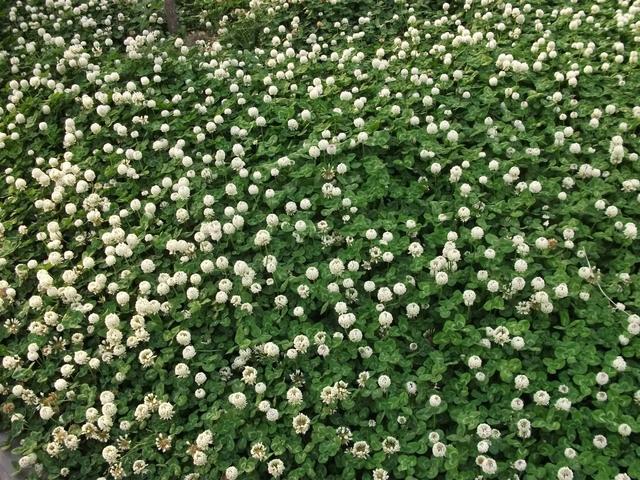 白三葉的播種前需要注意什么與管理方法