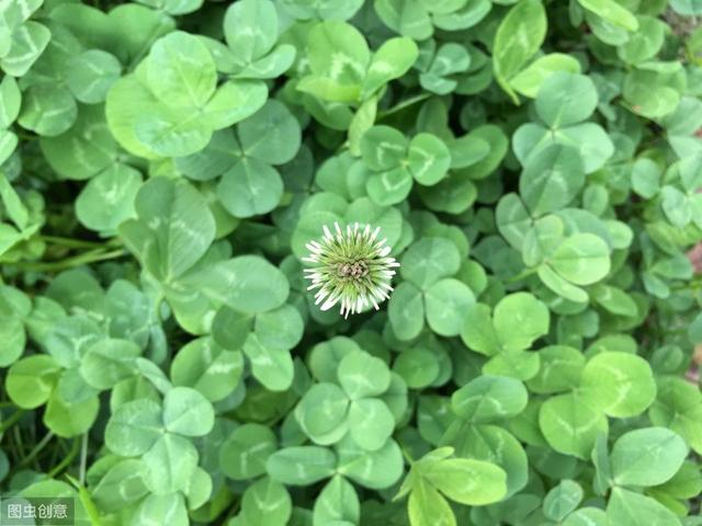 白三葉草優點有哪些，觀賞性怎么樣