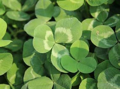 白三葉草栽培方法，這類牧草的栽種有哪些要求？