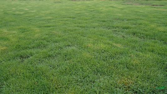 優(yōu)質草坪草——結縷草經濟價值與播種技術