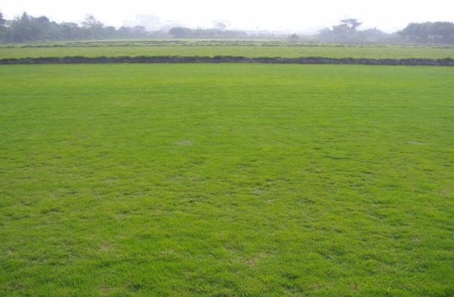 結縷草草坪草的經濟價值及其種植管理技術