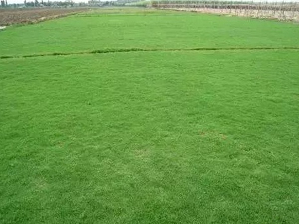 不同氣候地區怎么選擇綠化草種？有什么好的方法？