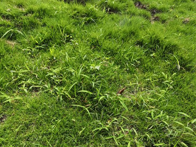 結縷草草坪雜草種植應該注意什么，有哪些好的方法