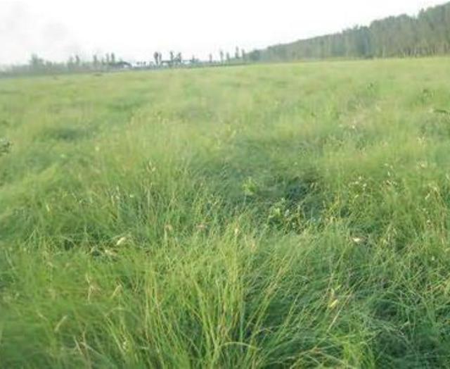 野牛草種植技術以及養護管理方法有哪些