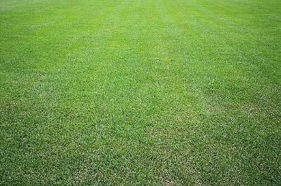 野牛草優(yōu)點優(yōu)勢有哪些，野牛草有著非常不錯的經(jīng)濟價值