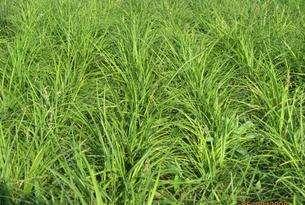 野牛草種植這幾個(gè)步驟一定要掌握好，種植就比較簡(jiǎn)單