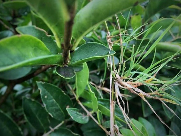 生命力頑強的草，它的名字盡然叫“狗牙根”