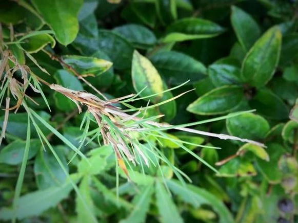 生命力頑強的草，它的名字盡然叫“狗牙根”