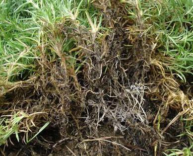 狗牙根春季壞死斑防治要趁早！防治方法是什么？