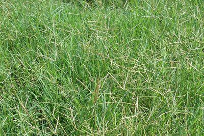 路邊最常見的雜草叫什么？狗牙根要這樣防治