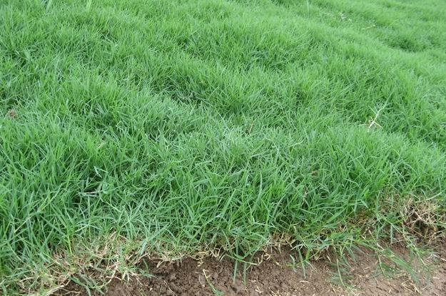 路邊最常見的雜草叫什么？狗牙根要這樣防治