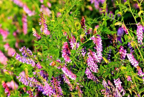 毛苕子的種植技術(shù)介紹以及播種時(shí)間