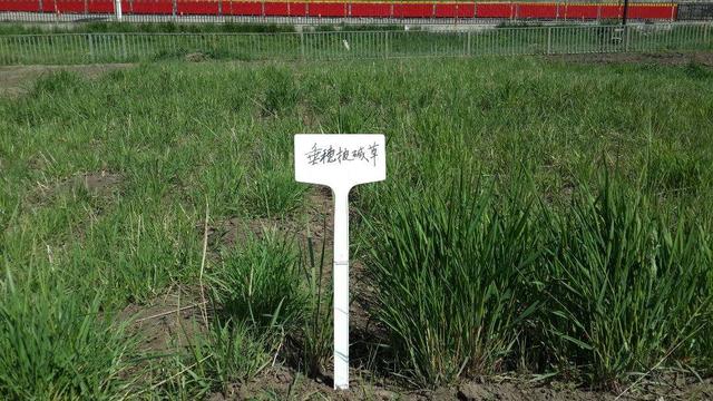 種植披堿草產量高必須掌握了這兩個方法